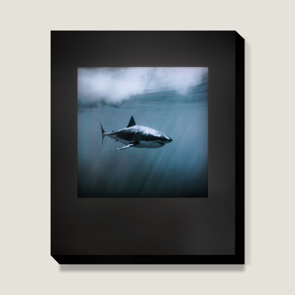 white shark, greg williams, olly & suzi, lightbox installation, gwp, shark light box